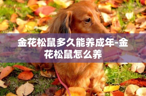 金花松鼠多久能養成年-金花松鼠怎么養