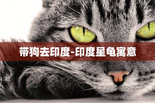帶狗去印度-印度星龜寓意