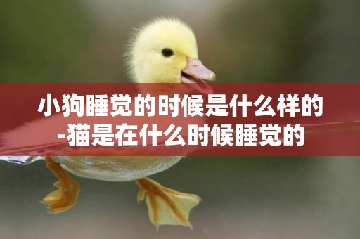 小狗睡覺的時候是什么樣的-貓是在什么時候睡覺的