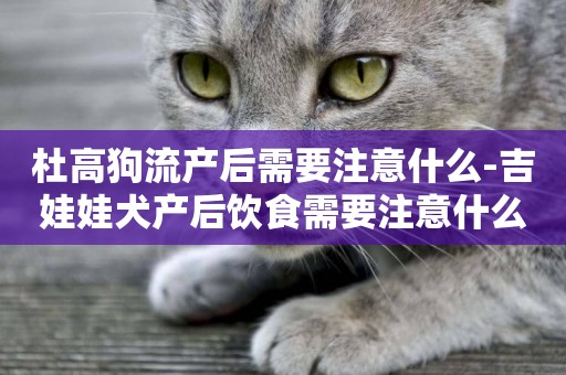 杜高狗流產后需要注意什么-吉娃娃犬產后飲食需要注意什么
