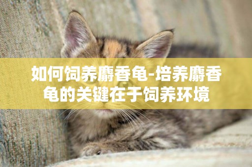 如何飼養麝香龜-培養麝香龜的關鍵在于飼養環境