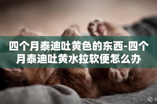 四個月泰迪吐黃色的東西-四個月泰迪吐黃水拉軟便怎么辦