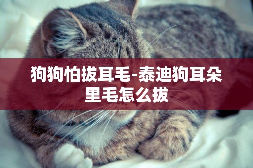 狗狗怕拔耳毛-泰迪狗耳朵里毛怎么拔