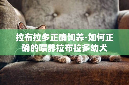 拉布拉多正確飼養-如何正確的喂養拉布拉多幼犬