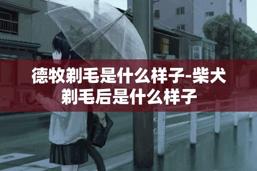德牧剃毛是什么樣子-柴犬剃毛后是什么樣子