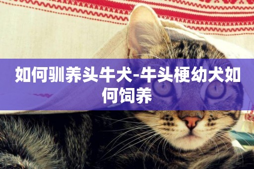 如何馴養頭牛犬-牛頭梗幼犬如何飼養