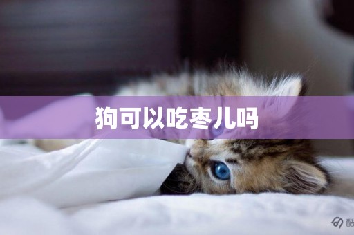 狗可以吃棗兒嗎