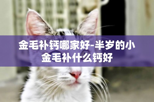金毛補鈣哪家好-半歲的小金毛補什么鈣好