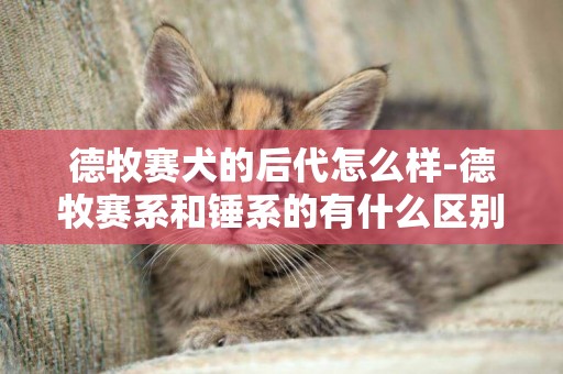 德牧賽犬的后代怎么樣-德牧賽系和錘系的有什么區別