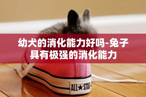 幼犬的消化能力好嗎-兔子具有極強的消化能力