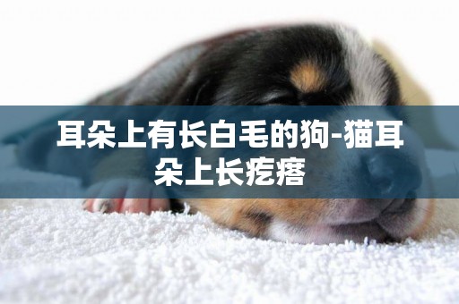 耳朵上有長白毛的狗-貓耳朵上長疙瘩