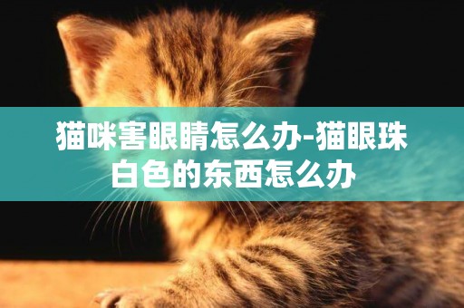 貓咪害眼睛怎么辦-貓眼珠白色的東西怎么辦