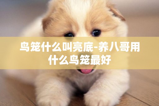 鳥籠什么叫亮底-養八哥用什么鳥籠最好
