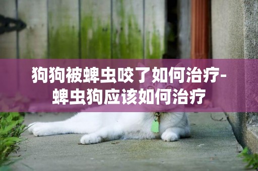 狗狗被蜱蟲咬了如何治療-蜱蟲狗應該如何治療