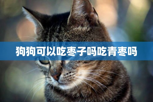 狗狗可以吃棗子嗎吃青棗嗎