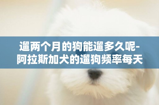 遛兩個月的狗能遛多久呢-阿拉斯加犬的遛狗頻率每天多久合適