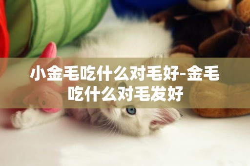 小金毛吃什么對毛好-金毛吃什么對毛發好