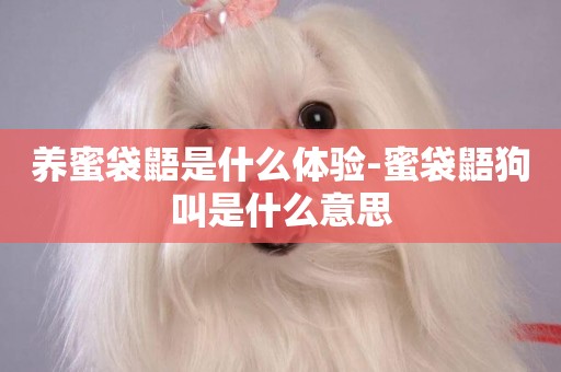 養蜜袋鼯是什么體驗-蜜袋鼯狗叫是什么意思