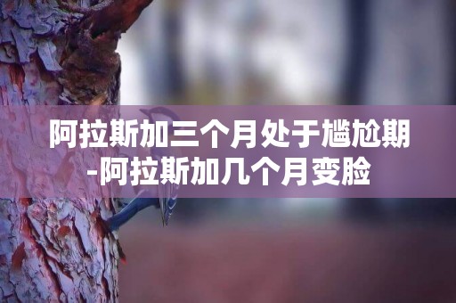 阿拉斯加三個月處于尷尬期-阿拉斯加幾個月變臉