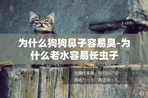 為什么狗狗鼻子容易臭-為什么老水容易長蟲子