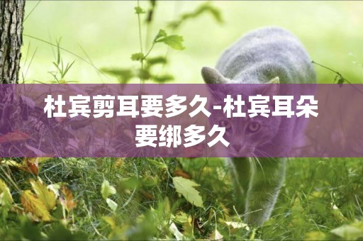 杜賓剪耳要多久-杜賓耳朵要綁多久