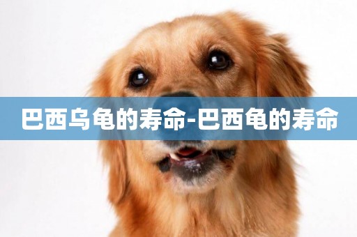 巴西烏龜的壽命-巴西龜的壽命