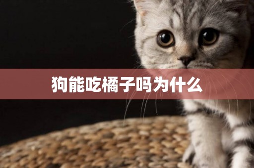 狗能吃橘子嗎為什么
