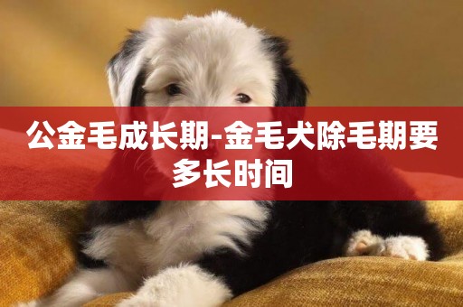 公金毛成長期-金毛犬除毛期要多長時間