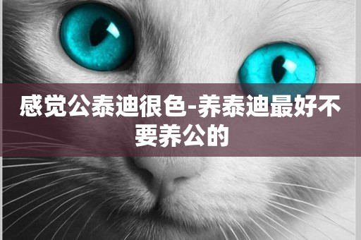 感覺公泰迪很色-養泰迪最好不要養公的