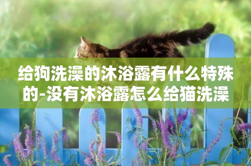 給狗洗澡的沐浴露有什么特殊的-沒有沐浴露怎么給貓洗澡