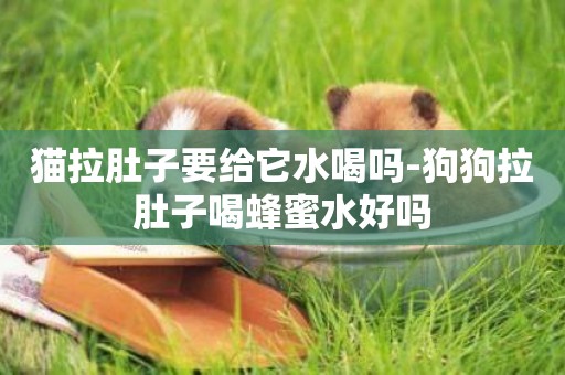 貓拉肚子要給它水喝嗎-狗狗拉肚子喝蜂蜜水好嗎