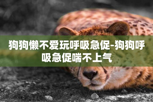 狗狗懶不愛玩呼吸急促-狗狗呼吸急促喘不上氣