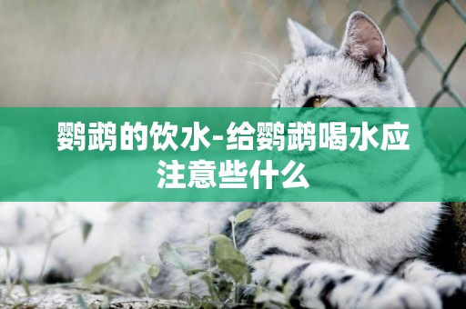 鸚鵡的飲水-給鸚鵡喝水應注意些什么
