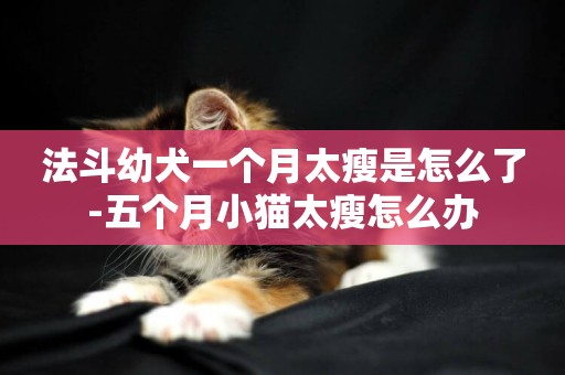 法斗幼犬一個月太瘦是怎么了-五個月小貓太瘦怎么辦
