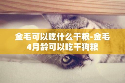 金毛可以吃什么干糧-金毛4月齡可以吃干狗糧