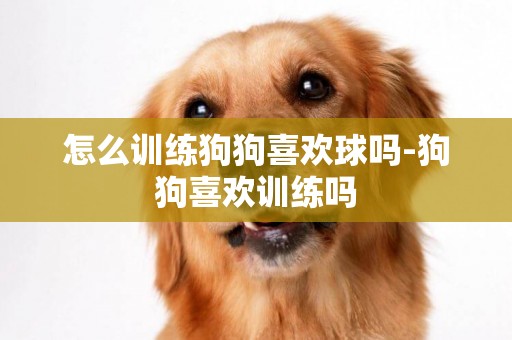 怎么訓練狗狗喜歡球嗎-狗狗喜歡訓練嗎