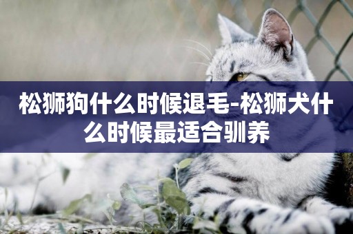 松獅狗什么時候退毛-松獅犬什么時候最適合馴養
