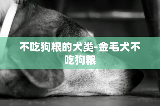不吃狗糧的犬類-金毛犬不吃狗糧