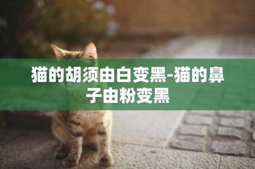 貓的胡須由白變黑-貓的鼻子由粉變黑