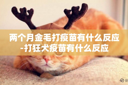 兩個月金毛打疫苗有什么反應-打狂犬疫苗有什么反應