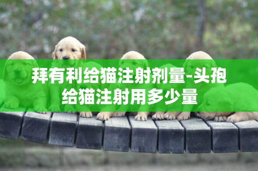 拜有利給貓注射劑量-頭孢給貓注射用多少量