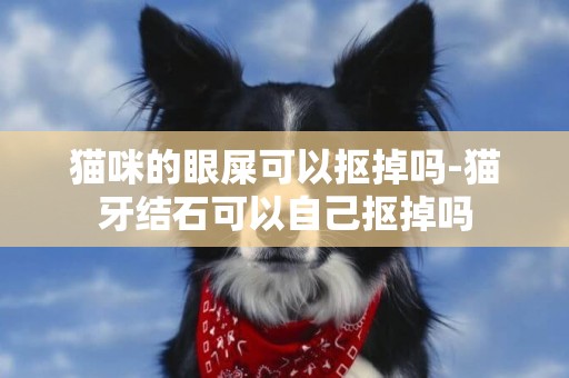 貓咪的眼屎可以摳掉嗎-貓牙結石可以自己摳掉嗎