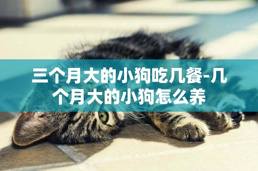 三個月大的小狗吃幾餐-幾個月大的小狗怎么養