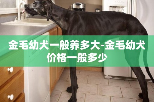 金毛幼犬一般養多大-金毛幼犬價格一般多少