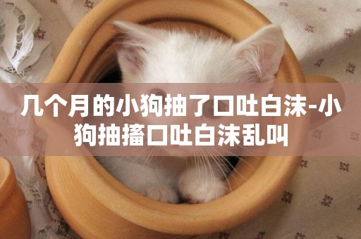 幾個月的小狗抽了口吐白沫-小狗抽搐口吐白沫亂叫