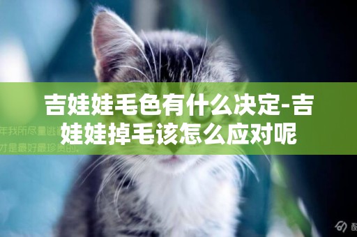 吉娃娃毛色有什么決定-吉娃娃掉毛該怎么應對呢