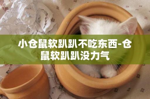 小倉鼠軟趴趴不吃東西-倉鼠軟趴趴沒力氣