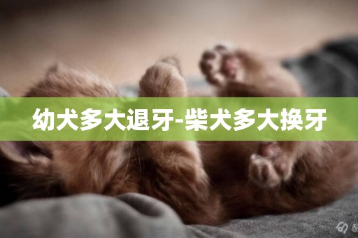 幼犬多大退牙-柴犬多大換牙