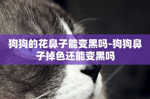 狗狗的花鼻子能變黑嗎-狗狗鼻子掉色還能變黑嗎