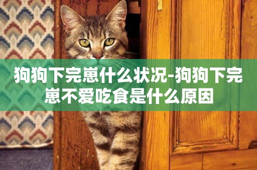 狗狗下完崽什么狀況-狗狗下完崽不愛吃食是什么原因